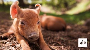 Unelmien maatila: 06.04.2020 06.00