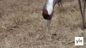 Luontoretkellä: Kurkien tanssi: 04.04.2020 15.05