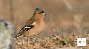 Juhat luonnossa: Peippojen pariutuminen: 03.04.2020 16.10