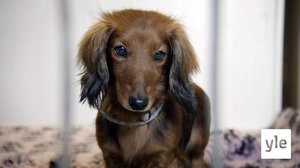 Eläimet lähellä sydäntä: 17.04.2020 16.30