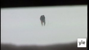 Linkolan luona ulvoi susi: 15.04.2020 00.01