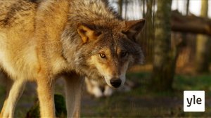 Susia vai ei, siinä pulma: 15.04.2020 00.01