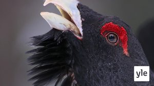 Myyriä ja muita metsäneläimiä: 20.04.2020 00.01