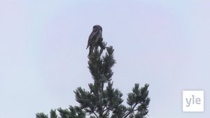 Myyriä ja muita metsäneläimiä: 20.04.2020 00.01