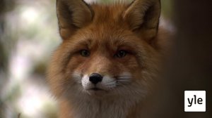 Myyriä ja muita metsäneläimiä: 20.04.2020 00.01