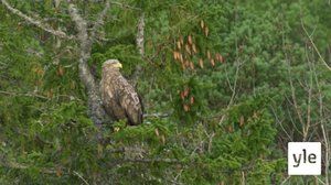 Luontoretkellä: 20.04.2020 06.00