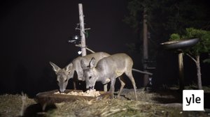 Luontoretkellä: 20.04.2020 06.00