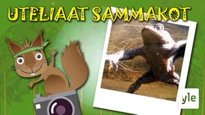 Linssiluteina sammakot: 22.04.2020 10.00