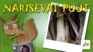 Narisevat puut: 22.04.2020 10.00