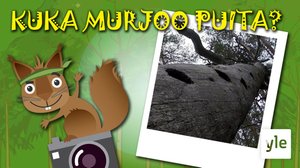 Kuka murjoo puita?: 22.04.2020 10.00