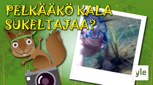 Pelkääkö kala sukeltajaa?: 22.04.2020 10.00