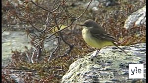 Lapin linnut: 21.04.2020 15.00