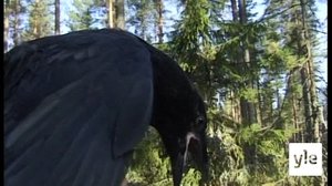 Korppi: 21.04.2020 15.00