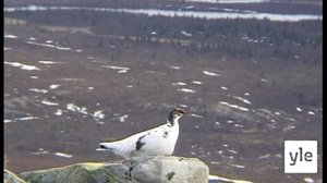 Tunturilinnut: 21.04.2020 15.00