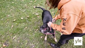 Koiraperheet käytöskoulussa: 28.04.2020 06.00