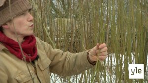 Tanskalainen maajussi: 29.04.2020 17.25