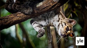 Avara luonto: Kiehtovat kissat: 02.05.2020 06.00