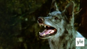 Ystävykset (12): 01.05.2020 15.00