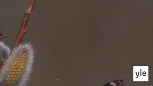 Pörriäisten ruokabuffet: 01.05.2020 00.01