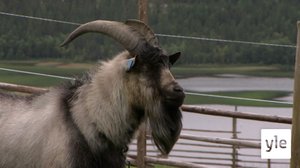 Tiettömän taipaleen takana: 06.05.2020 11.30