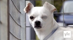 Eläimet lähellä sydäntä: 08.05.2020 16.30