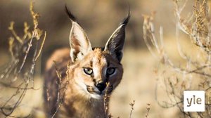 Avara luonto: Kiehtovat kissat: 09.05.2020 06.00