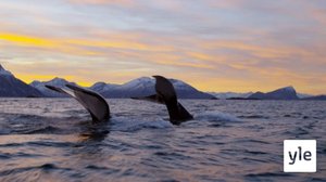 Luontoretkellä: Valaita näkyvissä! : 09.05.2020 12.45