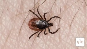 Puutiaisaivokuume levinnyt Helsinkiin : 07.05.2020 11.29