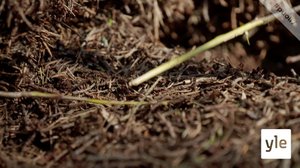 Juhat luonnossa: Kannattaako olla iso vai pieni?: 07.05.2020 18.14