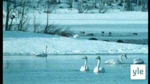 Valkeasiipinen kevät: 11.05.2020 00.01