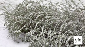 Nopea muutos säässä Etelä- ja Keski-Suomessa, miltä näyttää illan ja huomisen ennuste?: 11.05.2020 15.40