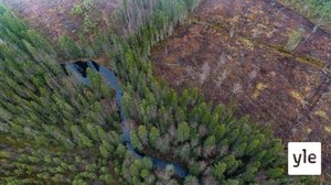 Talouskasvu syö luonnon monimuotoisuutta Suomessa: 13.05.2020 11.24