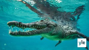 Avara luonto: Tuntematon Kuuba: 18.05.2020 06.00