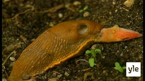 Makunsa kullakin: 19.05.2020 17.48