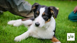 Vauhdikkaat ensiviikot: 18.05.2020 06.00