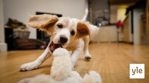 Teini-iän kynnyksellä: 18.05.2020 06.00