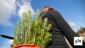 Ulkomaisten kausityöntekijöiden puute hidastaa metsänistutusta: 20.05.2020 11.42