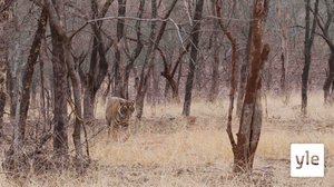 Bengalintiikeri: 25.05.2020 06.00