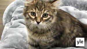 Yhdysvaltalaiset adoptoivat tuhansia eläimiä koronakriisin aikana: 22.05.2020 10.30