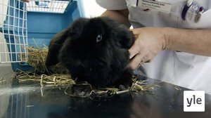 Eläimet lähellä sydäntä: 29.05.2020 16.00