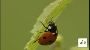 Raitoja, pilkkuja vai karvoja: 26.05.2020 17.48