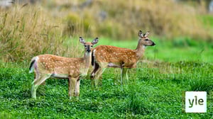 Peurat hävittivät yli sata luonnonkasvia Tammisaaren Skärlandetin saaressa : 26.05.2020 10.47