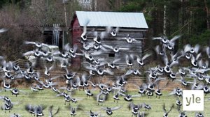 Riesana valkoposkihanhet: 26.05.2020 21.30