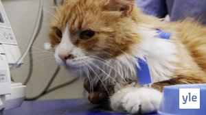 Eläimet lähellä sydäntä: 05.06.2020 15.00