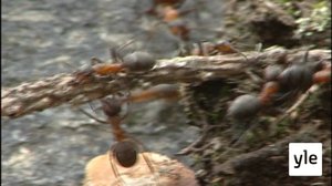 Meneekö viesti perille?: 02.06.2020 17.48