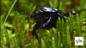 Monikäyttöiset tuntosarvet: 09.06.2020 17.48