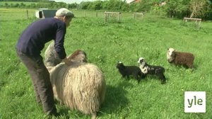 Tanskalainen maajussi: 10.06.2020 17.25