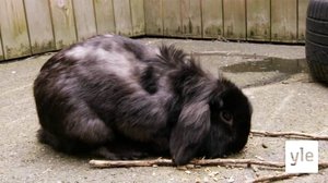 Eläimet lähellä sydäntä: 12.06.2020 15.01