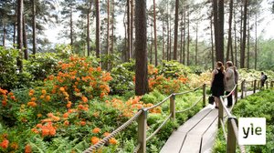 Katso Helsingin Haagan Alppiruusupuisto täydessä loistossaan klo 12.15: 10.06.2020 12.31