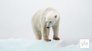 Luontoihmeitä 2019: 14.06.2020 06.00